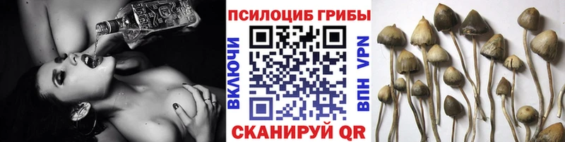Псилоцибиновые грибы Psilocybe купить наркоту Мосальск
